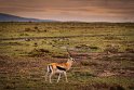 009 Masai Mara, thomsongazelle